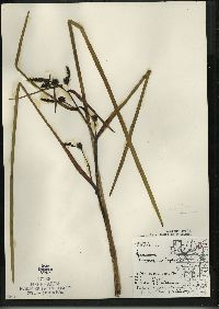 Sparganium eurycarpum image