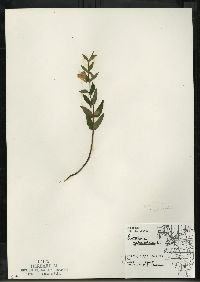 Scutellaria galericulata image