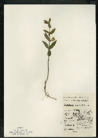 Scutellaria galericulata image