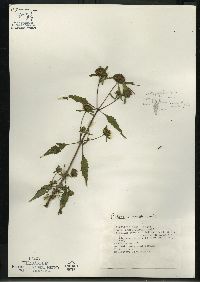 Bidens connata image