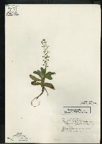 Myosotis scorpioides image