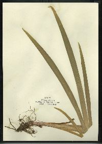 Iris versicolor image