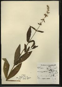 Stachys tenuifolia image