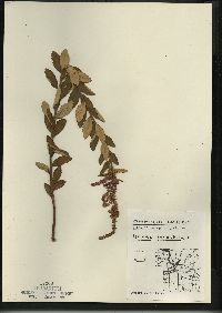 Spiraea tomentosa image