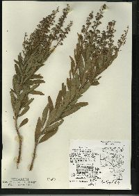 Spiraea alba image