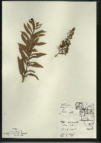 Spiraea alba image