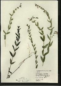 Scutellaria galericulata image