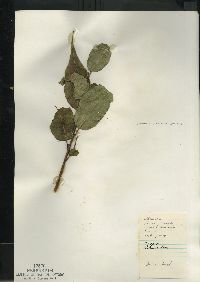 Salix lucida image