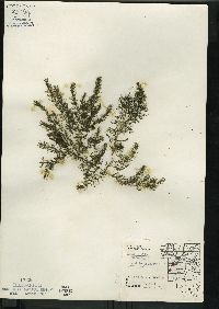 Ceratophyllum demersum image