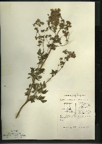 Thalictrum dasycarpum image