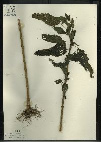 Urtica gracilis image