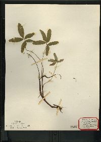 Comarum palustre image