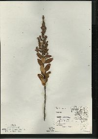 Spiraea tomentosa image