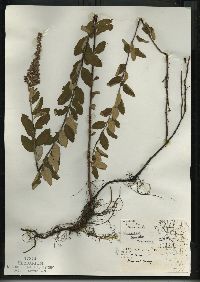 Spiraea tomentosa image