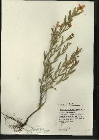 Hypericum kalmianum image