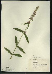 Stachys tenuifolia image