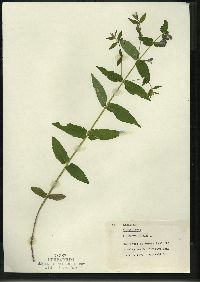 Scutellaria galericulata image