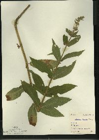 Stachys tenuifolia image