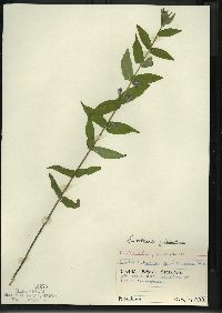 Scutellaria galericulata image