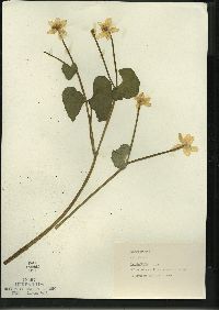 Caltha palustris image