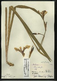 Iris versicolor image