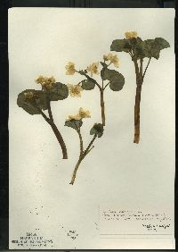 Caltha palustris image