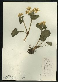 Caltha palustris image