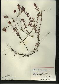 Vaccinium macrocarpon image