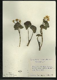 Caltha palustris image