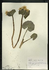 Caltha palustris image