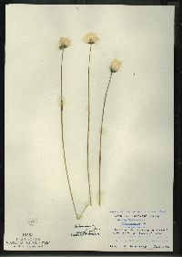 Eriophorum vaginatum image