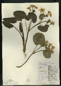 Caltha palustris image