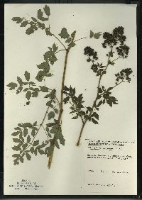 Thalictrum dasycarpum image