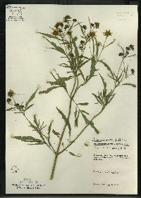 Bidens trichosperma image