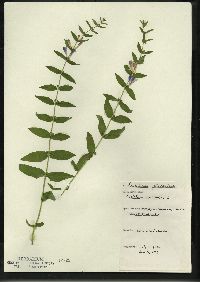 Scutellaria galericulata image