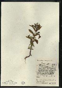 Mimulus ringens var. ringens image