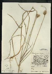 Eriophorum virginicum image