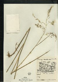 Glyceria canadensis image