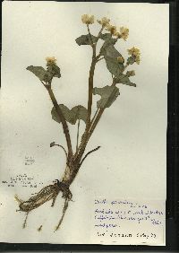 Caltha palustris image