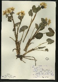 Caltha palustris image