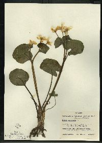 Caltha palustris image