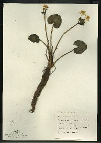 Caltha palustris image