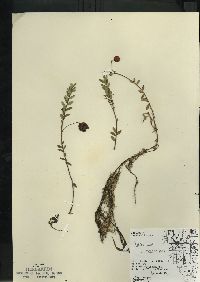 Vaccinium macrocarpon image