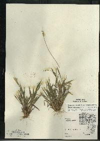 Dichanthelium acuminatum subsp. columbianum image