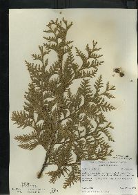 Thuja occidentalis image