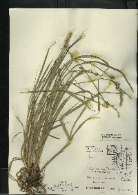 Carex stipata var. stipata image