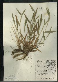 Dichanthelium scribnerianum image