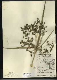 Scirpus microcarpus image