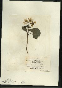 Caltha palustris image