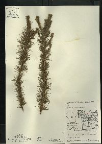 Larix laricina image